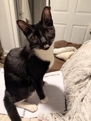 Found/Stray Male Cat last seen Ponce de Leon Ave and Kennesaw Ave, Atlanta, GA 30308