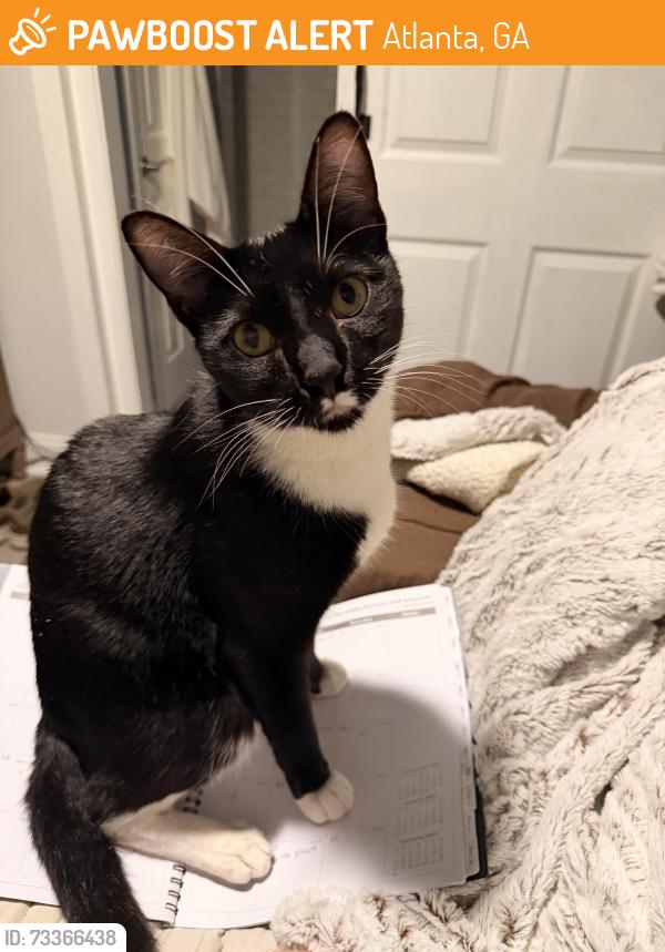 Found/Stray Male Cat last seen Ponce de Leon Ave and Kennesaw Ave, Atlanta, GA 30308