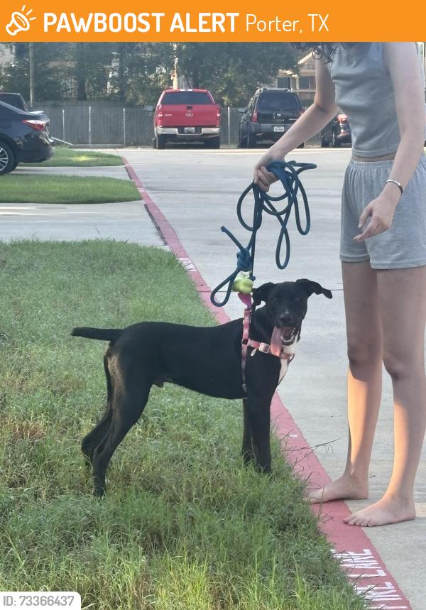 Found/Stray Male Dog last seen Near Adams St, Porter, TX 77365