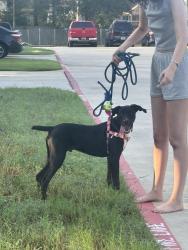 Found/Stray Male Dog last seen Near Adams St, Porter, TX 77365