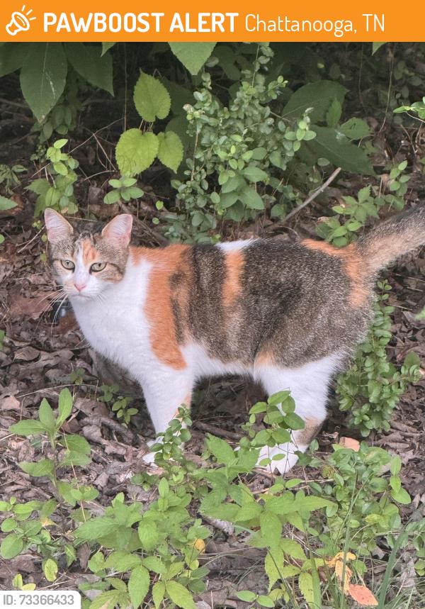 Found/Stray Female Cat last seen Belllauwoods neighborhood, Chattanooga, TN 37421