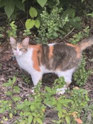 Found/Stray Female Cat last seen Belllauwoods neighborhood, Chattanooga, TN 37421