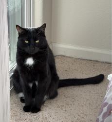 Reunited Male Cat last seen Franklin st off of Ocean st, Santa Cruz, CA 95060