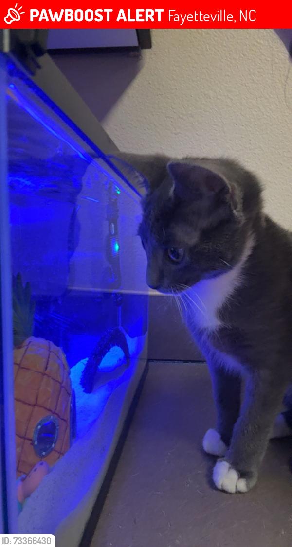 Lost Female Cat last seen north reilly, Fayetteville, NC 28303