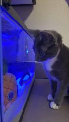 Lost Female Cat last seen north reilly, Fayetteville, NC 28303