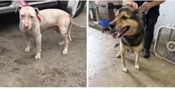 Found/Stray Unknown Dog last seen Gary Animal Control, Gary, IN 46402
