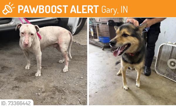 Found/Stray Unknown Dog last seen Gary Animal Control, Gary, IN 46402