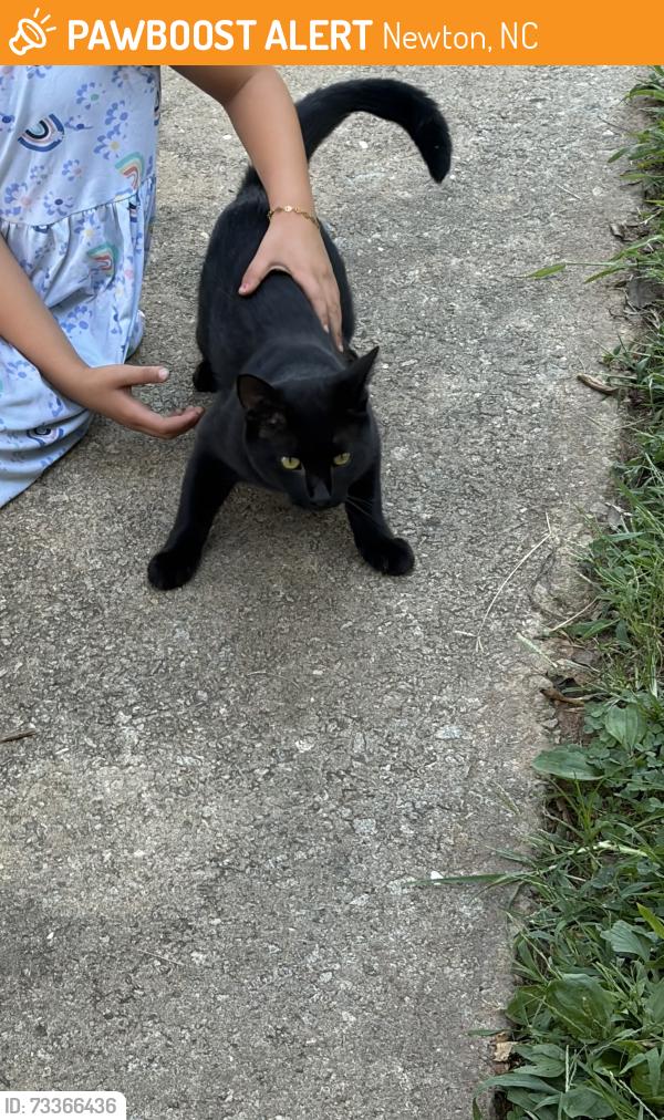 Found/Stray Male Cat last seen Near hilltop sports bar in newton, Newton, NC 28658
