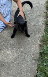 Found/Stray Male Cat last seen Near hilltop sports bar in newton, Newton, NC 28658