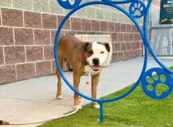 Shelter Stray Female Dog last seen W S, Midvale, UT, 84047, 511 W 3900 S, Salt Lake City, UT 84123, USA