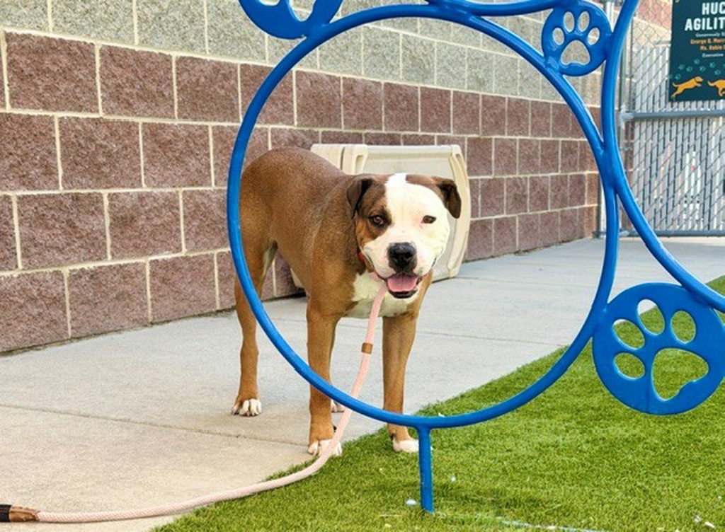 Shelter Stray Female Dog last seen W S, Midvale, UT, 84047, 511 W 3900 S, Salt Lake City, UT 84123, USA