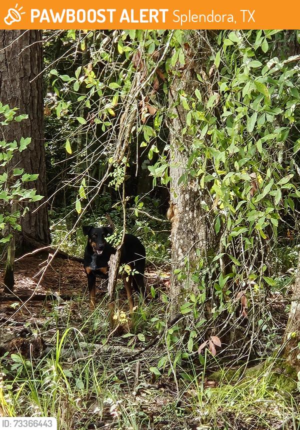 Found/Stray Unknown Dog last seen 4th Terrace, Splendora, TX 77372
