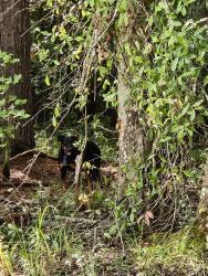 Found/Stray Unknown Dog last seen 4th Terrace, Splendora, TX 77372