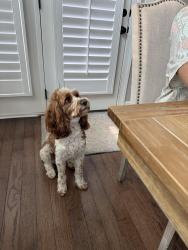 Lost Male Dog last seen Bella Casa Pineola Bog Trail, Apex, NC 27502
