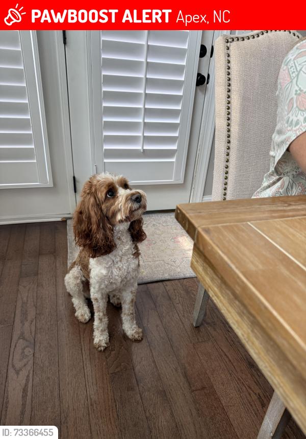 Lost Male Dog last seen Bella Casa Pineola Bog Trail, Apex, NC 27502