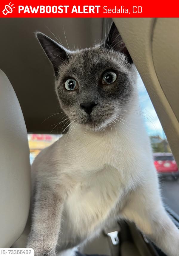 Lost Male Cat last seen Platte Avenue & N Victor St, Sedalia, CO 80135