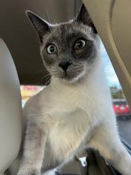 Lost Male Cat last seen Platte Avenue & N Victor St, Sedalia, CO 80135