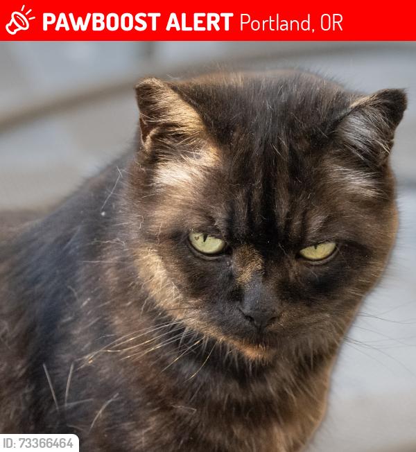 Lost Male Cat last seen SE Nehalem St & SE 11th Ave, Portland, OR 97202