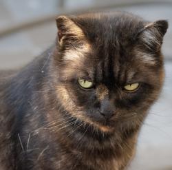 Lost Male Cat last seen SE Nehalem St & SE 11th Ave, Portland, OR 97202
