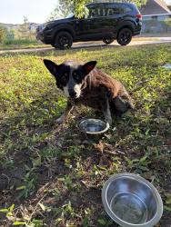 Found/Stray Unknown Dog last seen 2nd st and business 83 near fireman’s park, McAllen, TX 78504