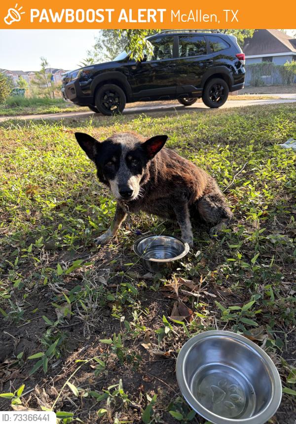 Found/Stray Unknown Dog last seen 2nd st and business 83 near fireman’s park, McAllen, TX 78504
