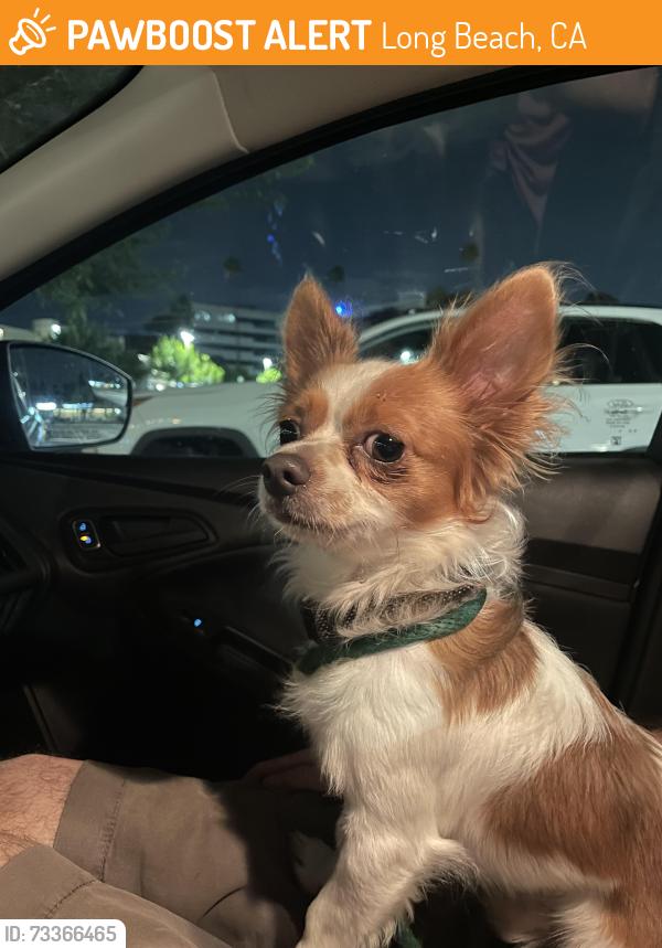 Found/Stray Male Dog last seen MYRTLE and 35th, Long Beach, CA 90807