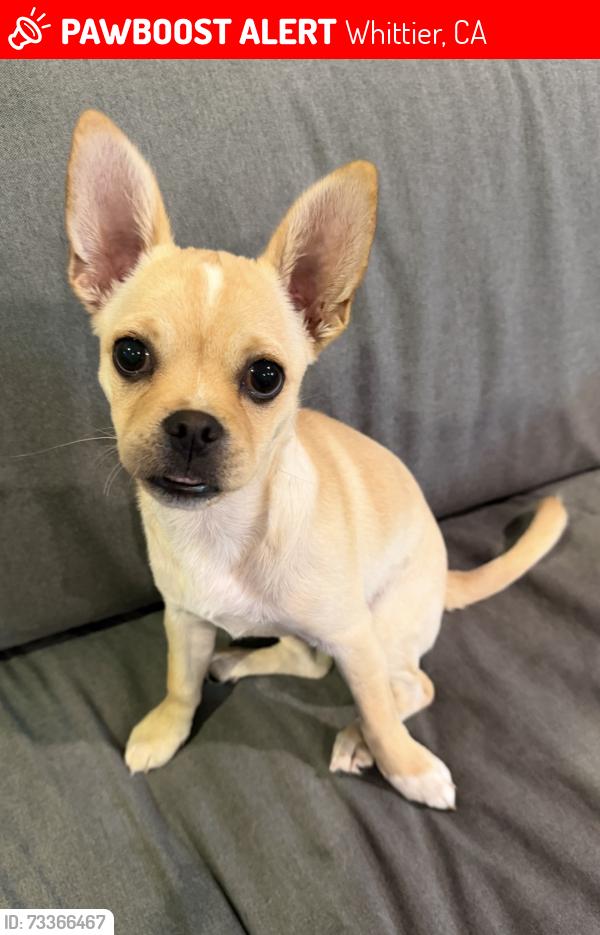 Lost Female Dog last seen Telegraph and Gunn in Whittier, California, Whittier, CA 90605