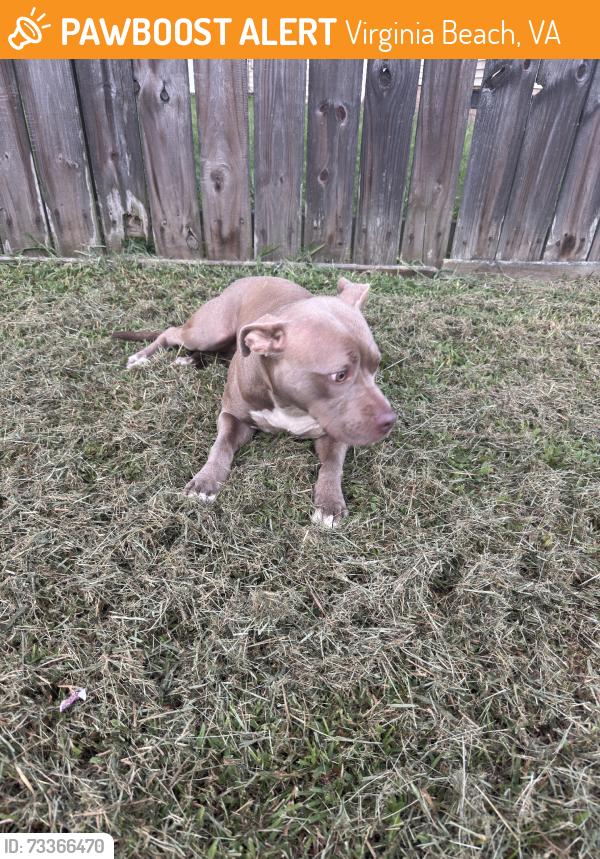 Found/Stray Female Dog last seen Diamond Spring and Virginia Tech trail - close to Hope Spring Vet Hopsital, Virginia Beach, VA 23455