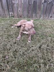 Found/Stray Female Dog last seen Diamond Spring and Virginia Tech trail - close to Hope Spring Vet Hopsital, Virginia Beach, VA 23455