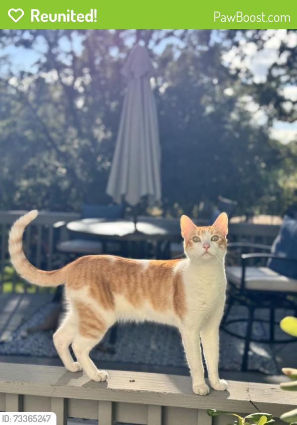 Reunited Male Cat last seen Near Still Creek Rd, Danville, Danville, CA 94506
