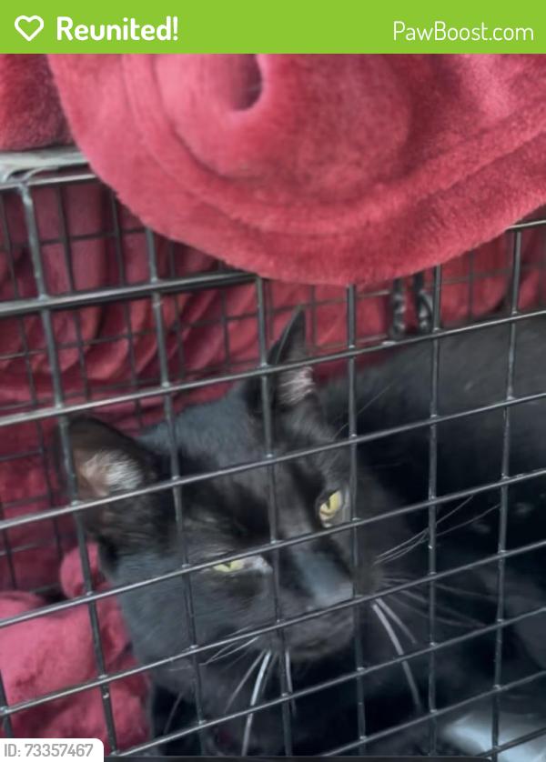 Reunited Female Cat last seen Intersection of Sheffield and Berkshire, Superior Township, MI 48198