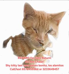 Reunited Male Cat last seen Paseo bonita, Bradbury los alamitos, Los Alamitos, CA 90720