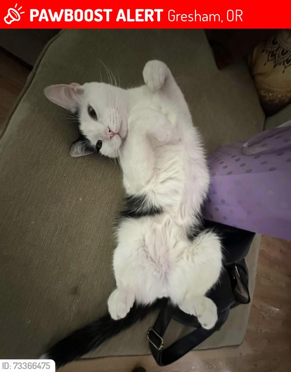 Lost Male Cat last seen Powell, burnside, main st, Gresham, OR 97080