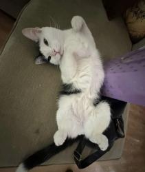 Lost Male Cat last seen Powell, burnside, main st, Gresham, OR 97080
