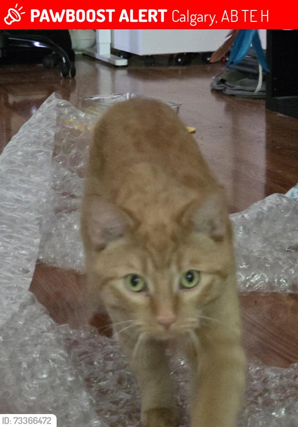 Lost Male Cat last seen Near st and 15 Ave ne, Calgary, AB T2E 1H9