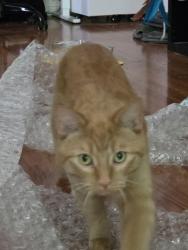 Lost Male Cat last seen Near st and 15 Ave ne, Calgary, AB T2E 1H9