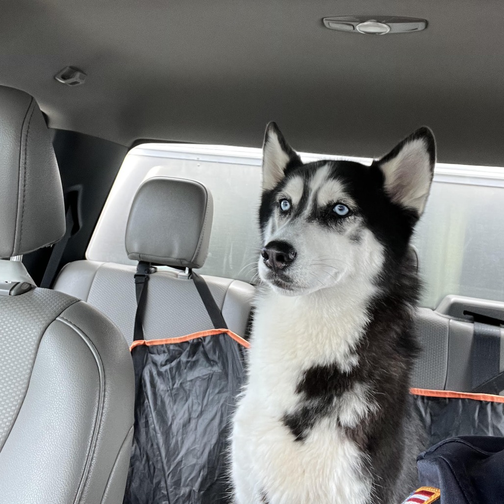 Shelter Stray Female Dog last seen , 124 Evergreen Ave, Newark, NJ 07114, USA