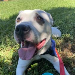Shelter Stray Female Dog last seen , 328 Furman Hall Rd, Greenville, SC 29609, USA