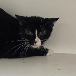Shelter Stray Female Cat last seen , Animal Care & Control Team of Philly, 111 W Hunting Park Ave, Philadelphia, PA 19140, USA