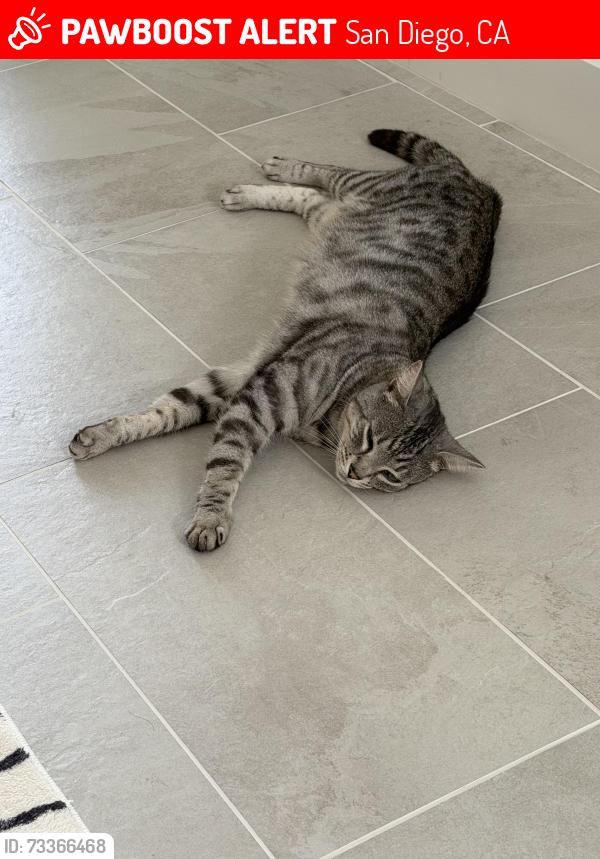 Lost Male Cat last seen Black Horse Trails, San Diego, CA 92130