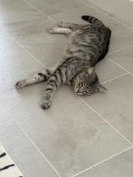 Lost Male Cat last seen Black Horse Trails, San Diego, CA 92130