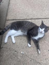 Found/Stray Male Cat last seen Blackburn Lane, Burtonsville, MD 20866