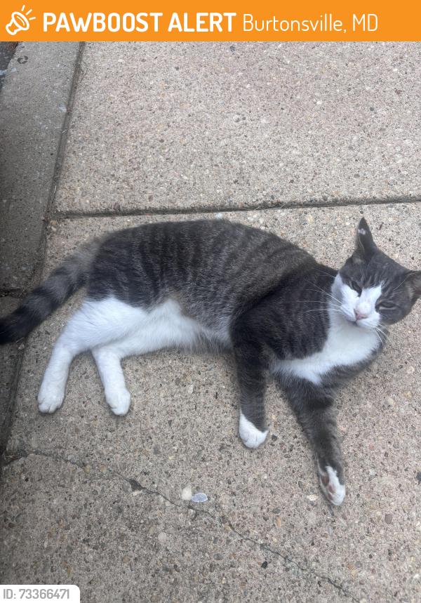 Found/Stray Male Cat last seen Blackburn Lane, Burtonsville, MD 20866