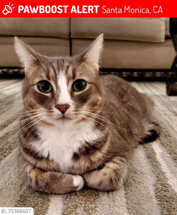 Lost Male Cat last seen 12th and Idaho, Santa Monica, CA 90403