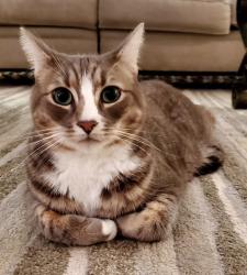 Lost Male Cat last seen 12th and Idaho, Santa Monica, CA 90403