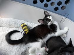 Found/Stray Male Cat last seen Lubell Park, Remington School, Tulsa, OK 74107