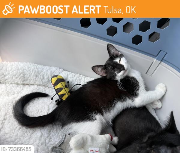 Found/Stray Male Cat last seen Lubell Park, Remington School, Tulsa, OK 74107