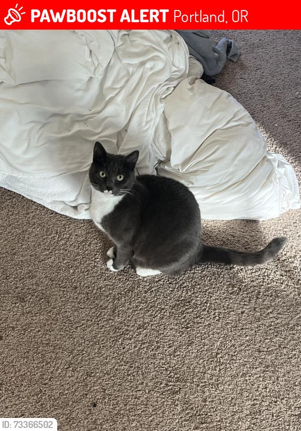 Lost Female Cat last seen Multnomah Village, Portland, OR 97219