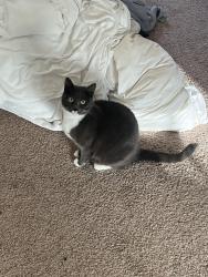 Lost Female Cat last seen Multnomah Village, Portland, OR 97219