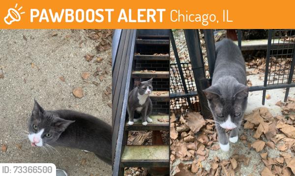 Found/Stray Unknown Cat last seen in between california and western blue line, on N Bingham st, Chicago, IL 60647